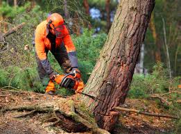 Best Lawn Maintenance Plans  in Great Neck Estates, NY