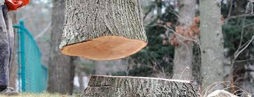 Best Tree Preservation Services  in Great Neck Estates, NY
