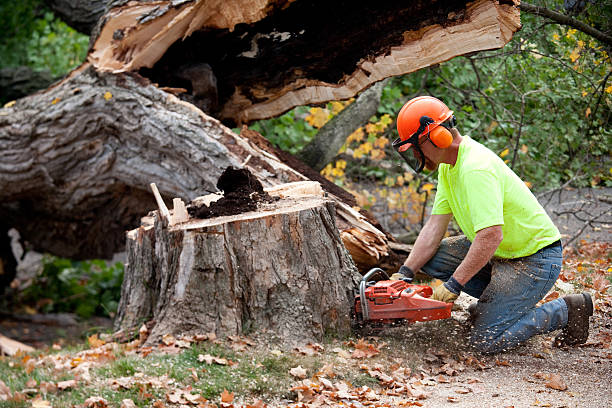 Best Tree Disease Treatment  in Great Neck Estates, NY