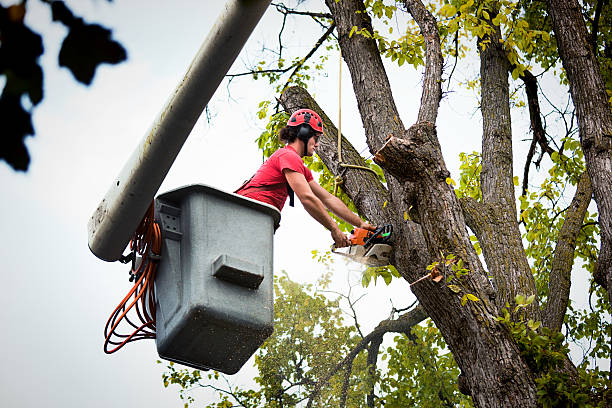 Reliable Great Neck Estates, NY Tree Services Solutions